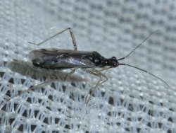 Dicyphus errans